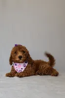 Zoe, a female Goldendoodle for sale in Orlando, FL – 7 of 8