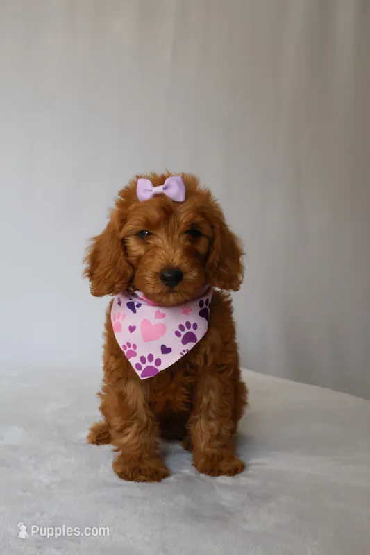 June – Goldendoodle puppy for sale in Orlando, FL