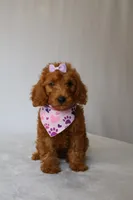 June, a female Goldendoodle for sale in Orlando, FL – 1 of 7