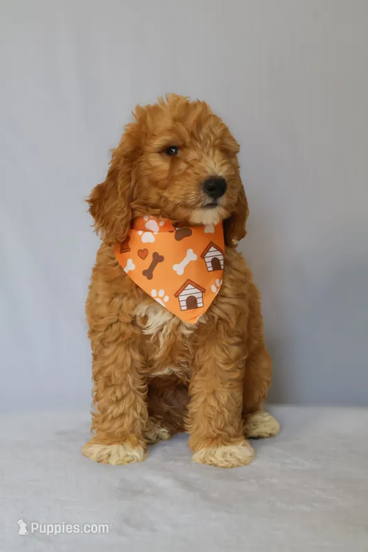 Zeus – Goldendoodle puppy for sale in Orlando, FL