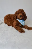 Milo, a male Goldendoodle for sale in Orlando, FL – 5 of 6