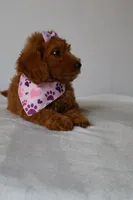 June, a female Goldendoodle for sale in Orlando, FL – 7 of 7