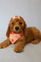 Penny, a female Goldendoodle for sale in Orlando, FL – 6 of 6
