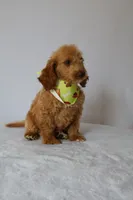 Charlie, a male Goldendoodle for sale in Orlando, FL – 6 of 8