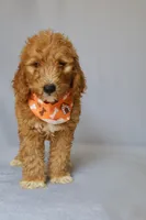 Zeus, a male Goldendoodle for sale in Orlando, FL – 2 of 8
