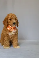 Zeus, a male Goldendoodle for sale in Orlando, FL – 5 of 8