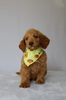 Charlie, a male Goldendoodle for sale in Orlando, FL – 2 of 8