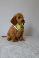 Charlie, a male Goldendoodle for sale in Orlando, FL – 5 of 8