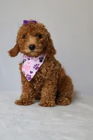 Zoe, a female Goldendoodle for sale in Orlando, FL – 8 of 8