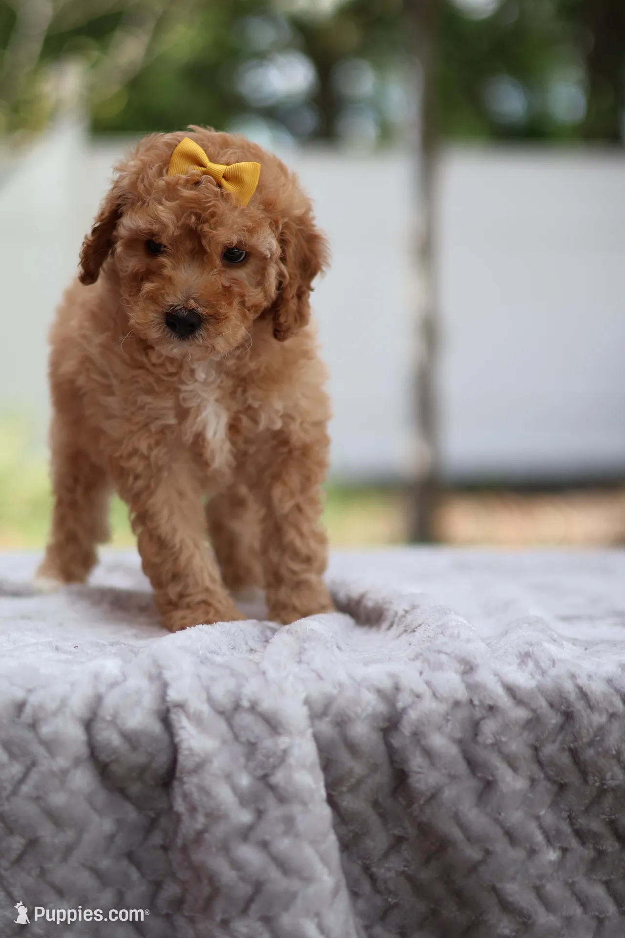 Zoey, a female Miniature Goldendoodle for sale in Orlando, FL – Photo 4 of 5
