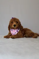 Zoe, a female Goldendoodle for sale in Orlando, FL – 3 of 8