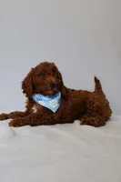 Milo, a male Goldendoodle for sale in Orlando, FL – 2 of 6