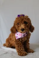 Zoe, a female Goldendoodle for sale in Orlando, FL – 6 of 8