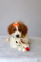 Bubbles, a female Miniature Goldendoodle for sale in Orlando, FL – 6 of 8