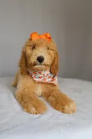 Lilly, a female Goldendoodle for sale in Orlando, FL – 9 of 9