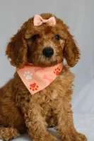 Penny, a female Goldendoodle for sale in Orlando, FL – 2 of 6