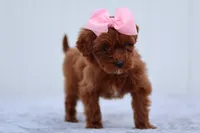 Summer, a female Miniature Goldendoodle for sale in Orlando, FL – Photo 2 of 7