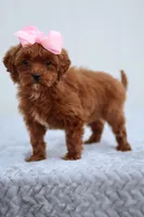 Summer, a female Miniature Goldendoodle for sale in Orlando, FL – Photo 5 of 7