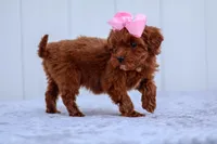 Summer, a female Miniature Goldendoodle for sale in Orlando, FL – Photo 7 of 7