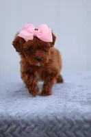 Summer, a female Miniature Goldendoodle for sale in Orlando, FL – Photo 3 of 7