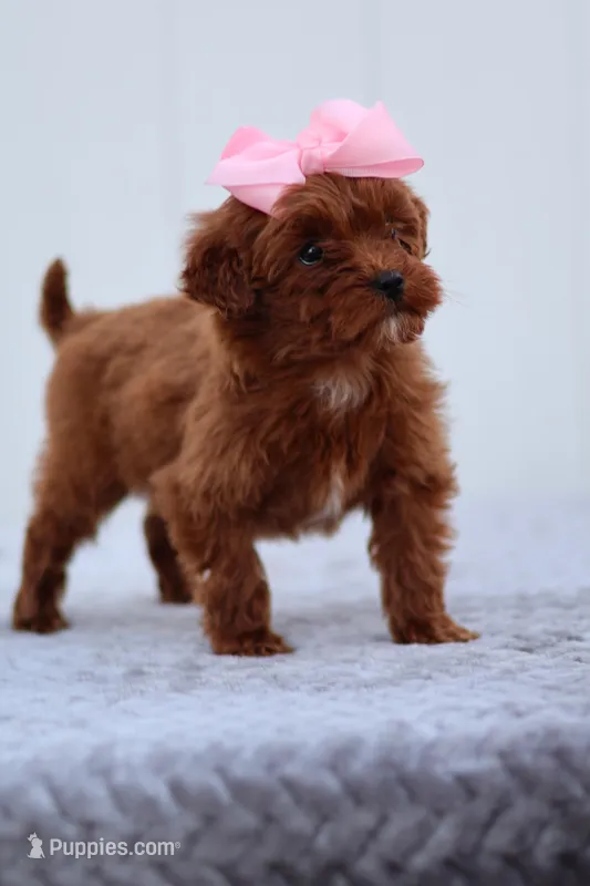 Summer – Miniature Goldendoodle puppy for sale in Orlando, FL