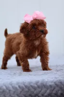 Summer, a female Miniature Goldendoodle for sale in Orlando, FL – Photo 1 of 7