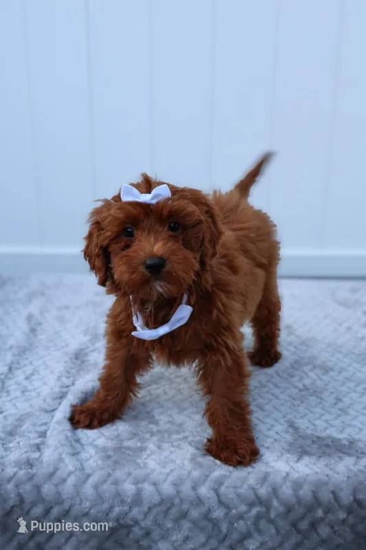 Summer – Miniature Goldendoodle puppy for sale in Orlando, FL