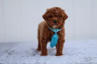 Sunny, a male Miniature Goldendoodle for sale in Orlando, FL – Photo 2 of 7