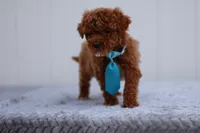 Sunny, a male Miniature Goldendoodle for sale in Orlando, FL – Photo 7 of 7