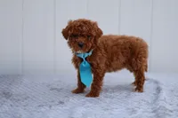 Sunny, a male Miniature Goldendoodle for sale in Orlando, FL – Photo 6 of 7