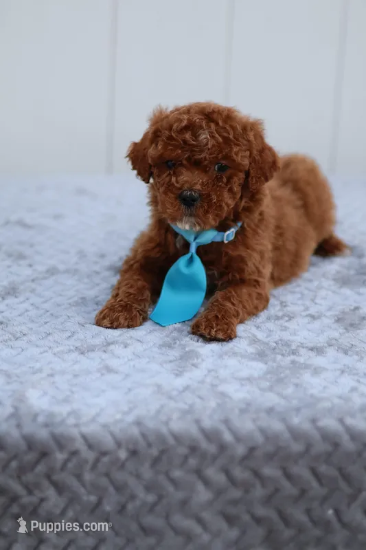 Sunny – Miniature Goldendoodle puppy for sale in Orlando, FL