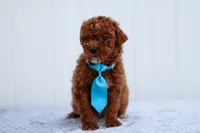 Sunny, a male Miniature Goldendoodle for sale in Orlando, FL – Photo 5 of 7