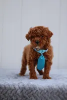 Sunny, a male Miniature Goldendoodle for sale in Orlando, FL – Photo 4 of 7