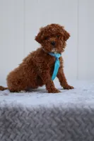 Sunny, a male Miniature Goldendoodle for sale in Orlando, FL – Photo 3 of 7