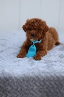 Sunny, a male Miniature Goldendoodle for sale in Orlando, FL – Photo 1 of 7