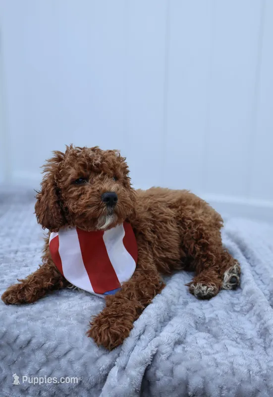 Sunny – Miniature Goldendoodle puppy for sale in Orlando, FL