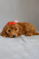 Ruby, a female Goldendoodle for sale in Orlando, FL – 5 of 9