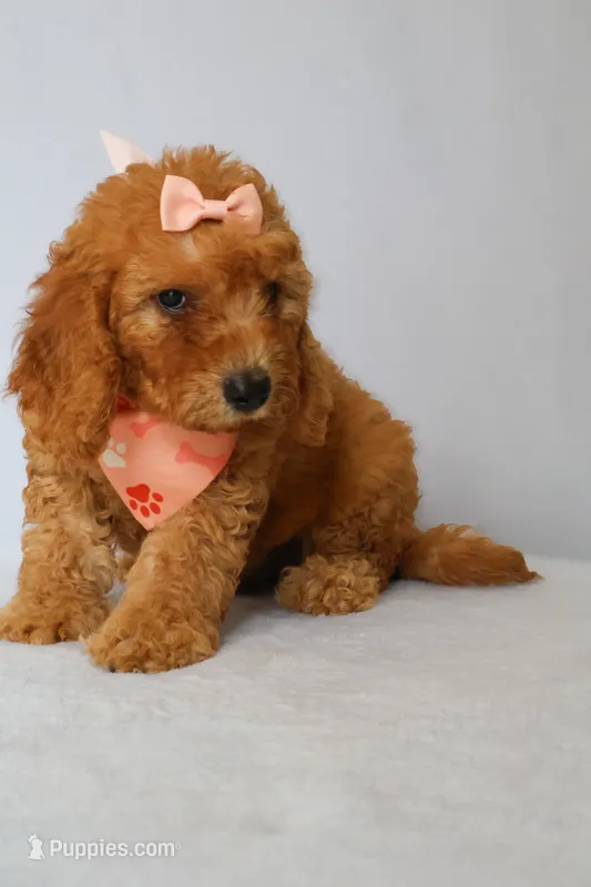 Penny – Goldendoodle puppy for sale in Orlando, FL