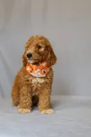 Zeus, a male Goldendoodle for sale in Orlando, FL – 6 of 8