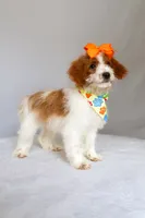 Bubbles, a female Miniature Goldendoodle for sale in Orlando, FL – 7 of 8