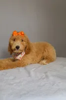 Lilly, a female Goldendoodle for sale in Orlando, FL – 2 of 9