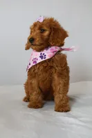 June, a female Goldendoodle for sale in Orlando, FL – 2 of 7