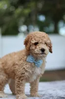Wes, a male Miniature Goldendoodle for sale in Orlando, FL – Photo 5 of 7