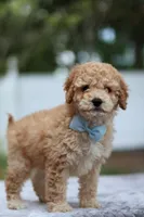 Wes, a male Miniature Goldendoodle for sale in Orlando, FL – Photo 4 of 7