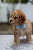 Wes, a male Miniature Goldendoodle for sale in Orlando, FL – Photo 6 of 7