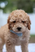 Wes, a male Miniature Goldendoodle for sale in Orlando, FL – Photo 7 of 7