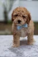 Wes, a male Miniature Goldendoodle for sale in Orlando, FL – Photo 2 of 7