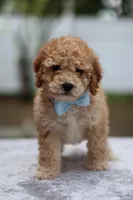 Wes, a male Miniature Goldendoodle for sale in Orlando, FL – Photo 1 of 7