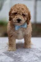 Wes, a male Miniature Goldendoodle for sale in Orlando, FL – Photo 3 of 7