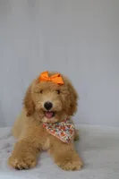 Lilly, a female Goldendoodle for sale in Orlando, FL – 5 of 9